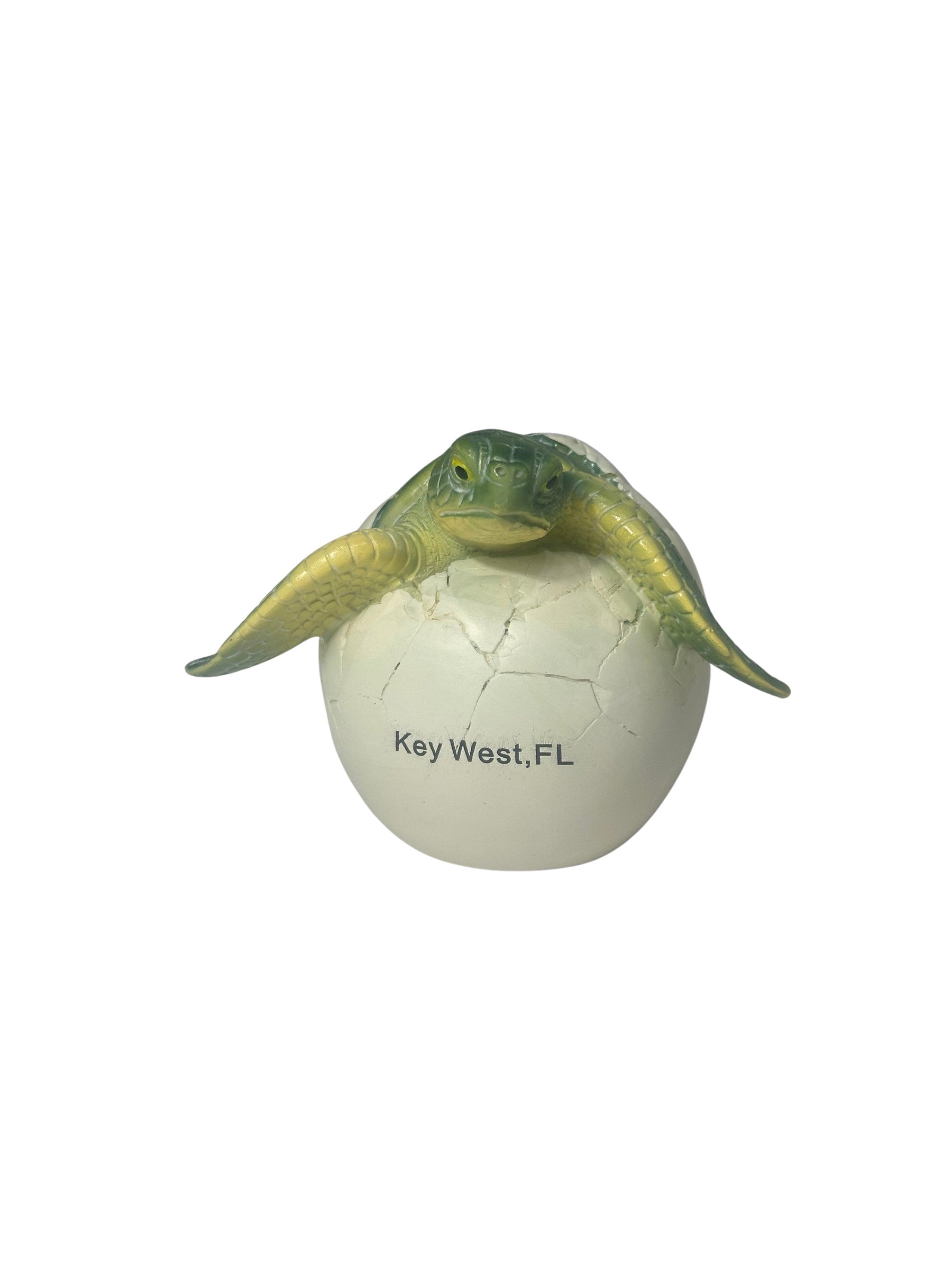 Hatchling Key West Sea Turtle Green Large