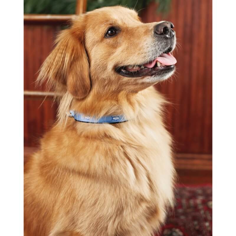 Southern Tide Skipjack Dog Collar